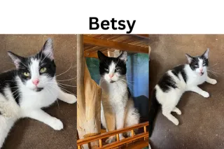 Betsy