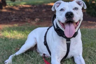 EDB0001 - How I Got Into Dog Training