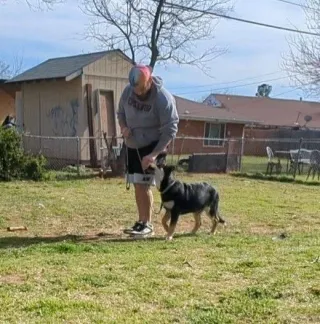 EDB0022 - Loose Leash Lessons: Pivot With Me