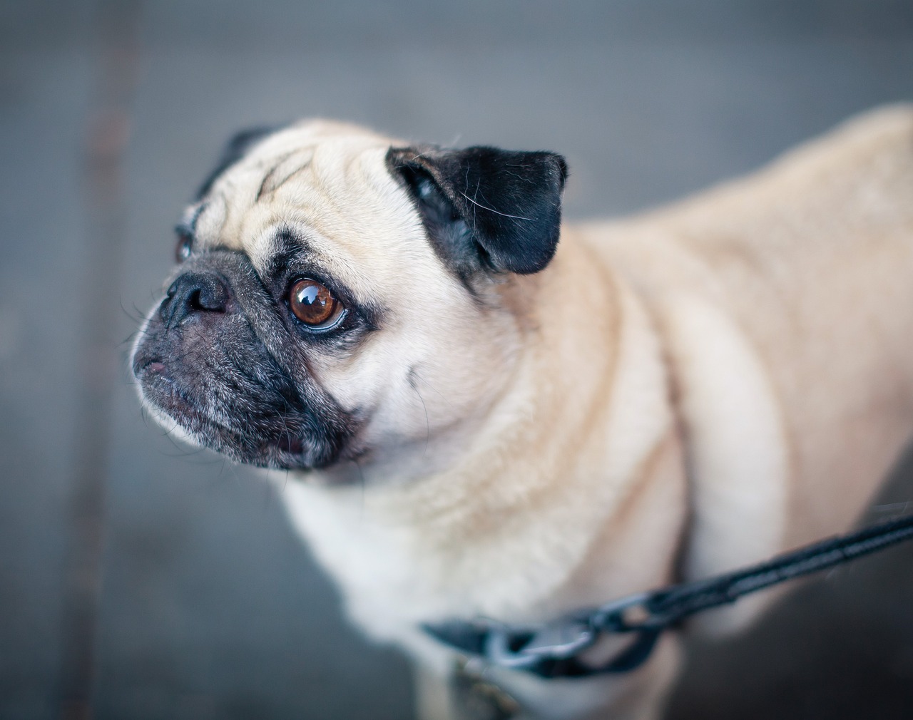 EDB0024: Loose Leash Lessons: Pressure Problems