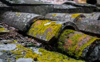 Moss & Algae Removal