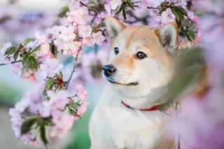 Brushing Off Winter: Get Your Dog Spring-Ready with a Groom