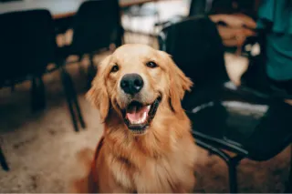Spring Shedding Season: Why Your Dog Sheds More and How to Manage It