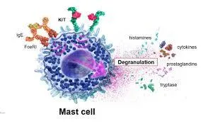 Mast Cell and Histamine Responses