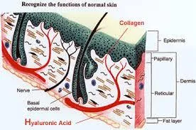 Ready to Throw Out the Collagen?