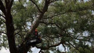 Hiring Tree Service Company in Gainesville FL