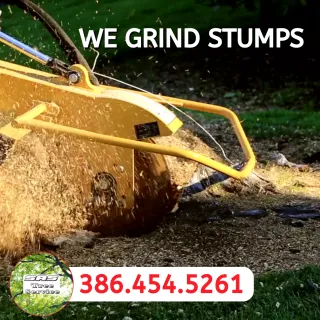  Choose SAS Tree Service for Reliable Stump Grinding Solutions