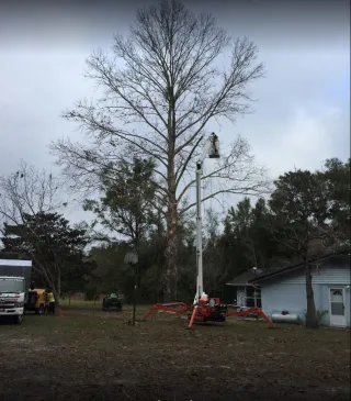 Alachua Tree Trimming and Removal Services for Optimal Tree Health
