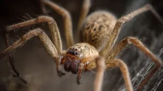 Creepy Crawlers of Halloween: Real Spiders in Your Home