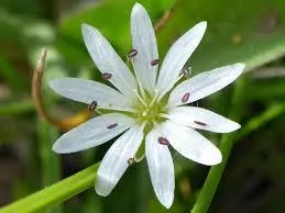 Managing Natural Treatment of Eczema