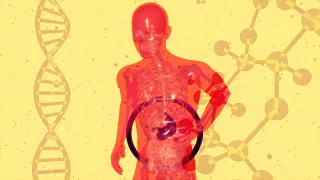 Fatty Liver?  PEMT? Natural Solutions