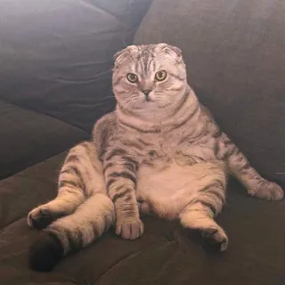 History of Scottish Folds