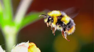 The Queen’s Elixir: How Royal Jelly Became My Secret Weapon for Fertility