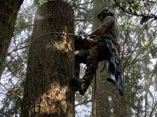 Seattle Tree Trimming and Removal Services You Can Trust