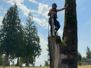 How to Find the Best Stump Grinding Service in Everett