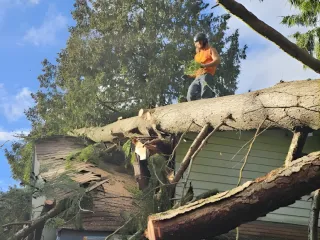 Expert Guide to Tree Trimming and Tree Removal Seattle