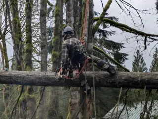 Safe & Affordable Stump Grinding Removal in Everett