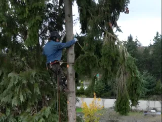 Tree Pruning vs Tree Trimming: Key Differences Explained