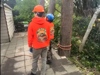 9 Essential Tree Maintenance Tips for Healthy Trees