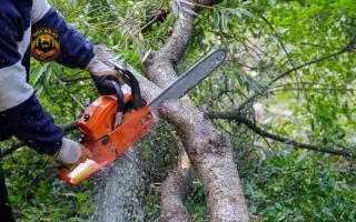 Why Professional Tree Trimming Matters for Healthy and Safe Trees