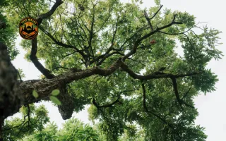 Affordable Tree Service You Can Trust