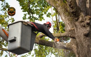 Arborist Tree Trimming Services That Actually Save Your Trees