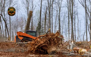 New Licensed Tree Removal Service Near Me