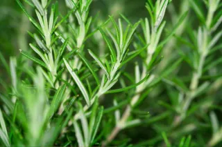 Rosemary: Nature’s Anti-Inflammatory Powerhouse