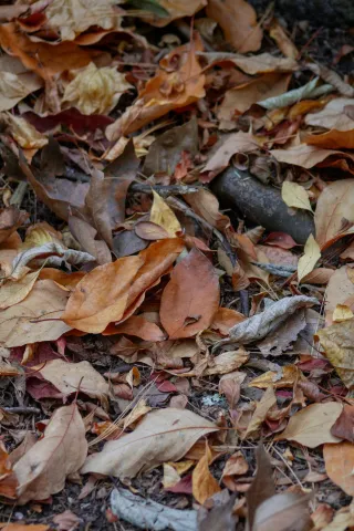 Managing Leaves during the Colder Months