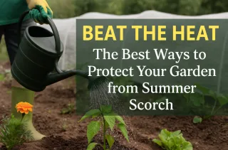 Beat the Heat: The Best Ways to Protect Your Garden from Summer Scorch