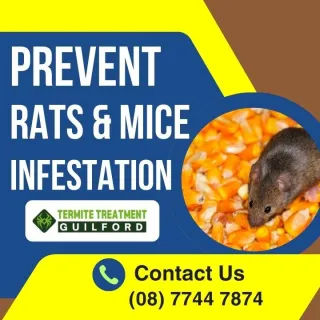 Handling Rat & Mice Infestation