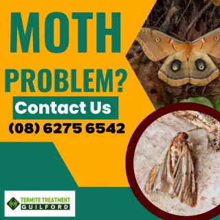 How To Treat A Moth Infestation In Your House?