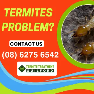 Termite Pest Control in Guilford