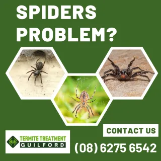 What you need to know about Common Australian House Spiders