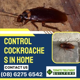 Fascinating facts about the Australian cockroach