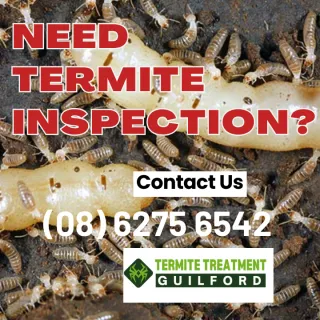 Termite Inspections