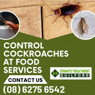 Food services pest control solutions – How to Manage & Control Cockroach Infestation