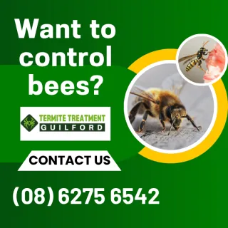WHAT HAPPENS TO BEES AND WASPS IN WINTER?