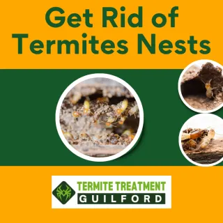 Termite Nests - Where To Spot Them