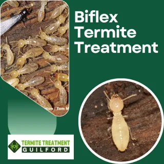 Termite Spray Treatment: Quick Relief for Infestations
