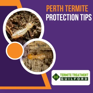 Complete guide for termite control in Perth