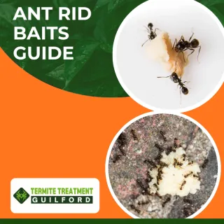 Ant Rid Baits: A Complete Guide to Effective Use