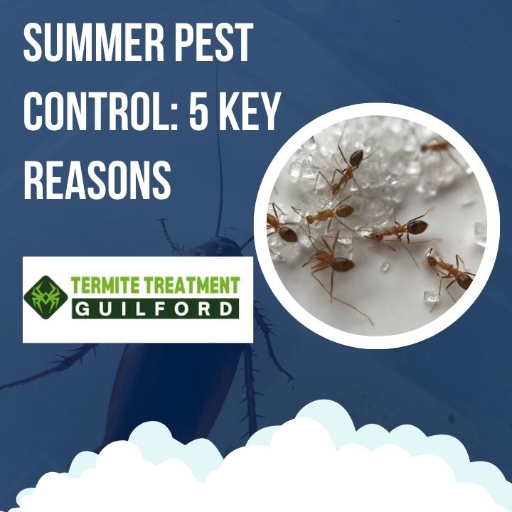 5 Reasons to Hire Pest Control Services in Perth During Summer 2026/27