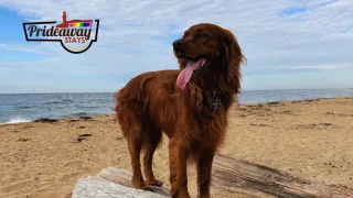 Designing a Dog-Friendly Space: Tips for Creating Welcoming Environments in Provincetown Short-Term Rentals