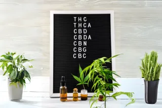 Exploring the Top 6 Cannabinoids