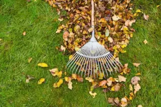 Top 5 Ways to Remove Leaves and Tidy Up Your Yard