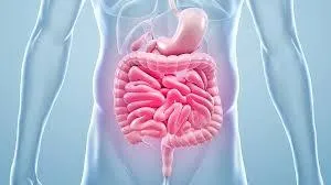 That “Tired All the Time” Feeling? It Might Start in Your Gut