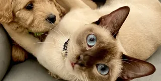 The Delightful World of Tonkinese Kittens