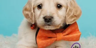 Essential Supplies For Your Mini Golden Retriever Puppy