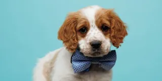 9 Questions to Ask When Choosing a Dog Breed